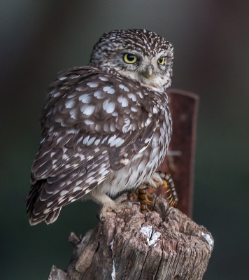 <i class='fa fa-user'></i> loek van de Leur |   Steenuil  <i class='fa fa-eye'> 365</i>   <i class='fa fa-comment-o'> 5</i>