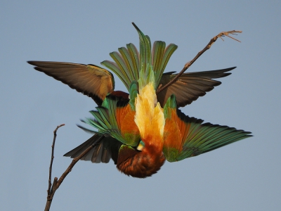 <i class='fa fa-user'></i> corvanspijk |   Bijeneter  <i class='fa fa-eye'> 616</i>  <i class='fa fa-thumbs-up'> 6</i>   <i class='fa fa-comment-o'> 12</i>