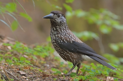 <i class='fa fa-user'></i> Johan G |   Notenkraker  <i class='fa fa-eye'> 453</i>  <i class='fa fa-thumbs-up'> 5</i>   <i class='fa fa-comment-o'> 23</i>