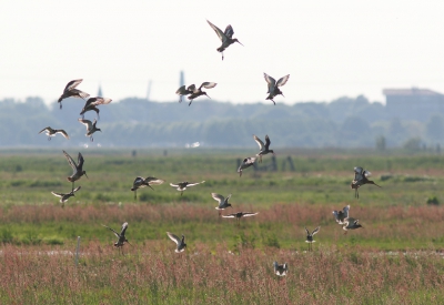 <i class='fa fa-user'></i> rietgors |   Tureluur  <i class='fa fa-eye'> 288</i>  <i class='fa fa-thumbs-up'> 2</i>   <i class='fa fa-comment-o'> 11</i>