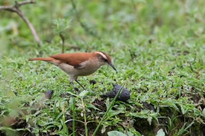 <i class='fa fa-user'></i> Paul van Giersbergen |   Witbandovenvogel  <i class='fa fa-eye'> 159</i>   <i class='fa fa-comment-o'> 1</i>