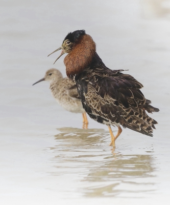 <i class='fa fa-user'></i> Ben Reitsma |   Kemphaan  <i class='fa fa-eye'> 593</i>  <i class='fa fa-thumbs-up'> 6</i>   <i class='fa fa-comment-o'> 14</i>