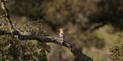 <i class='fa fa-user'></i> P.Teune |   Hop  <i class='fa fa-eye'> 299</i>  <i class='fa fa-thumbs-up'> 5</i>   <i class='fa fa-comment-o'> 13</i>