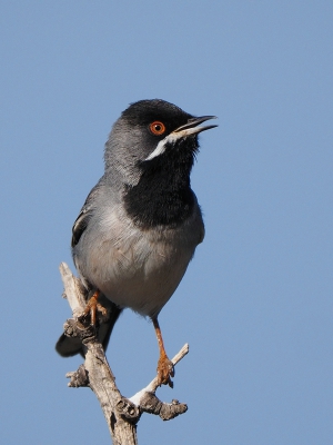 <i class='fa fa-user'></i> corvanspijk |   Rppells Grasmus  <i class='fa fa-eye'> 358</i>  <i class='fa fa-thumbs-up'> 3</i>   <i class='fa fa-comment-o'> 4</i>