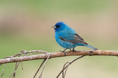 <i class='fa fa-user'></i> jan Luit |   Indigogors  <i class='fa fa-eye'> 281</i>  <i class='fa fa-thumbs-up'> 4</i>   <i class='fa fa-comment-o'> 8</i>