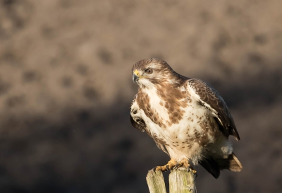 buizerd  s'morgens rond 7 uur ideale licht omstandigheden .