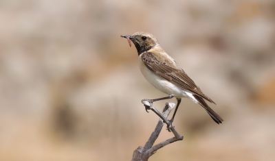 <i class='fa fa-user'></i> Leo Tukker |   Oostelijke Blonde Tapuit  <i class='fa fa-eye'> 331</i>  <i class='fa fa-thumbs-up'> 5</i>   <i class='fa fa-comment-o'> 8</i>