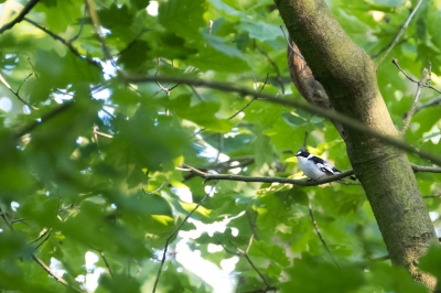 <i class='fa fa-user'></i> Gert-Jan Cromwijk |   Withalsvliegenvanger  <i class='fa fa-eye'> 521</i>   <i class='fa fa-comment-o'> 3</i>