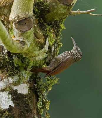 <i class='fa fa-user'></i> Hennie Lammers |   Streepkopmuisspecht  <i class='fa fa-eye'> 230</i>   <i class='fa fa-comment-o'> 3</i>