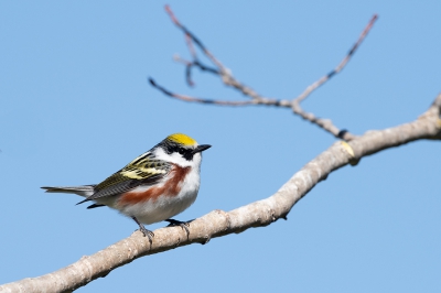 <i class='fa fa-user'></i> jan Luit |   Roestflankzanger  <i class='fa fa-eye'> 277</i>   <i class='fa fa-comment-o'> 4</i>