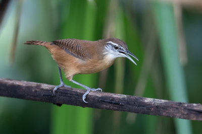 <i class='fa fa-user'></i> Paul van Giersbergen |   Langsnavelwinterkoning  <i class='fa fa-eye'> 234</i>   <i class='fa fa-comment-o'> 4</i>