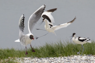 <i class='fa fa-user'></i> Jan Hendriks |   Kluut  <i class='fa fa-eye'> 429</i>  <i class='fa fa-thumbs-up'> 5</i>   <i class='fa fa-comment-o'> 9</i>