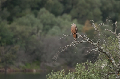 <i class='fa fa-user'></i> P.Teune |   Zwarte Wouw  <i class='fa fa-eye'> 372</i>  <i class='fa fa-thumbs-up'> 4</i>   <i class='fa fa-comment-o'> 11</i>