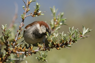 Afname van de insectenpopulatie, daar heeft deze Huismus nu even geen last van.