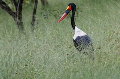 <i class='fa fa-user'></i> Louis56 |   Zadelbekooievaar  <i class='fa fa-eye'> 209</i>   <i class='fa fa-comment-o'> 1</i>