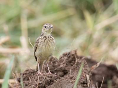 <i class='fa fa-user'></i> Paul van Giersbergen |   Gele Pieper  <i class='fa fa-eye'> 162</i>   <i class='fa fa-comment-o'> 0</i>