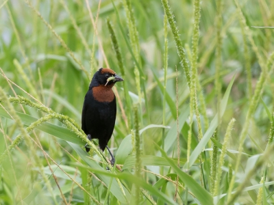 <i class='fa fa-user'></i> Paul van Giersbergen |   Bruinkaptroepiaal  <i class='fa fa-eye'> 190</i>   <i class='fa fa-comment-o'> 3</i>
