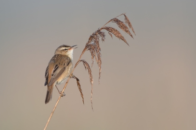 <i class='fa fa-user'></i> Hans Overduin |   Rietzanger  <i class='fa fa-eye'> 425</i>  <i class='fa fa-thumbs-up'> 12</i>   <i class='fa fa-comment-o'> 12</i>