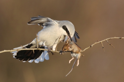 <i class='fa fa-user'></i> thijsglastra |   Klapekster  <i class='fa fa-eye'> 701</i>  <i class='fa fa-thumbs-up'> 32</i>   <i class='fa fa-comment-o'> 26</i>