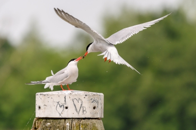 <i class='fa fa-user'></i> jwchess |   Visdief  <i class='fa fa-eye'> 249</i>  <i class='fa fa-thumbs-up'> 12</i>   <i class='fa fa-comment-o'> 15</i>