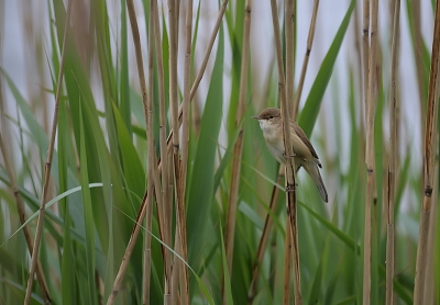 Dit vrolijke beestje doet zijn naam eer aan, zingt tussen het riet het hoogste lied.