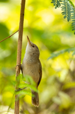 <i class='fa fa-user'></i> Arjen Drost |   Kaapverdische Rietzanger  <i class='fa fa-eye'> 205</i>   <i class='fa fa-comment-o'> 2</i>