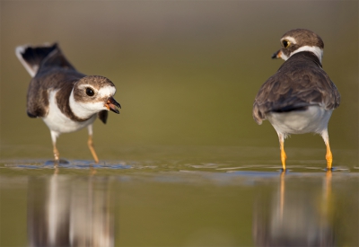 <i class='fa fa-user'></i> Bouke Atema |   Amerikaanse Bontbekplevier  <i class='fa fa-eye'> 291</i>   <i class='fa fa-comment-o'> 4</i>