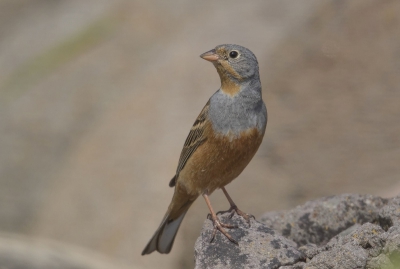 <i class='fa fa-user'></i> rene alberts |   Bruinkeelortolaan  <i class='fa fa-eye'> 252</i>   <i class='fa fa-comment-o'> 2</i>