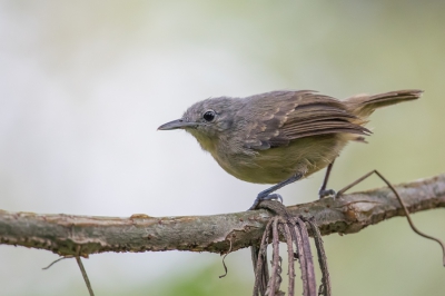 <i class='fa fa-user'></i> Paul van Giersbergen |   Zilverflankmiersluiper  <i class='fa fa-eye'> 160</i>   <i class='fa fa-comment-o'> 2</i>
