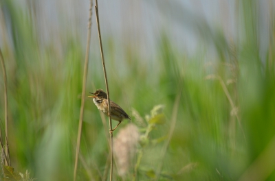 Wie het weet mag het zeggen, roept u maar. Deze zanger zat in het riet dus voor mij een rietzanger (?).