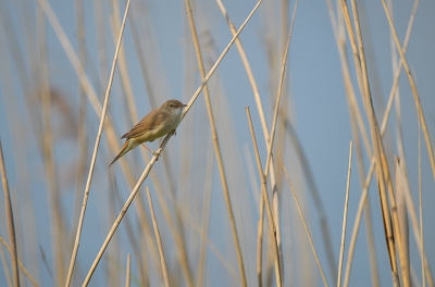 Wie het weet mag het zeggen, roept u maar. Deze zanger zat in het riet dus voor mij een rietzanger (?).