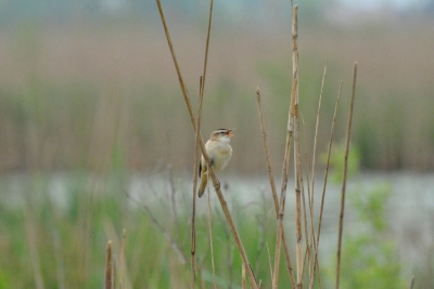 Het dijkje langs de Oude Zederik is een prima plaats om vogels te spotten. Met mooi weer en een rietzanger die geduldig blijft zitten om een foto te maken.