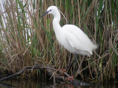 <i class='fa fa-user'></i> Marcel van der Tol |   Kleine Zilverreiger  <i class='fa fa-eye'> 251</i>   <i class='fa fa-comment-o'> 0</i>