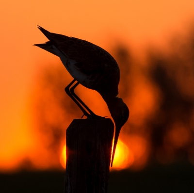 <i class='fa fa-user'></i> Monika |   Grutto  <i class='fa fa-eye'> 402</i>  <i class='fa fa-thumbs-up'> 21</i>   <i class='fa fa-comment-o'> 15</i>