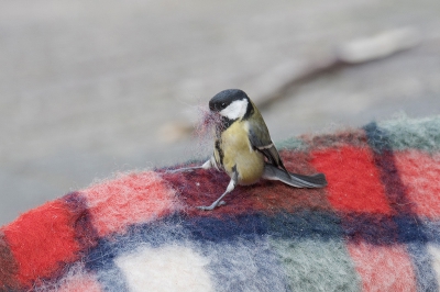 <i class='fa fa-user'></i> Ties Niehof |   Koolmees  <i class='fa fa-eye'> 350</i>  <i class='fa fa-thumbs-up'> 5</i>   <i class='fa fa-comment-o'> 12</i>