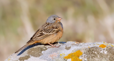 <i class='fa fa-user'></i> Leo Tukker |   Bruinkeelortolaan  <i class='fa fa-eye'> 320</i>  <i class='fa fa-thumbs-up'> 3</i>   <i class='fa fa-comment-o'> 4</i>