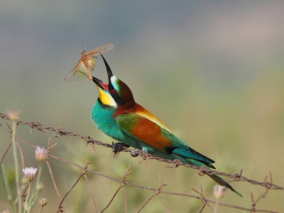 <i class='fa fa-user'></i> corvanspijk |   Bijeneter  <i class='fa fa-eye'> 857</i>  <i class='fa fa-thumbs-up'> 29</i>   <i class='fa fa-comment-o'> 17</i>