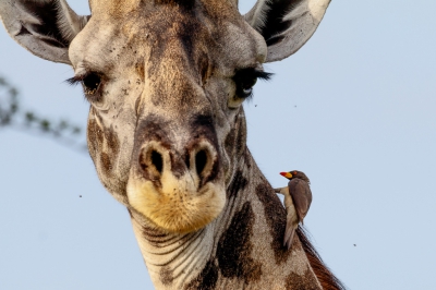 <i class='fa fa-user'></i> Louis56 |   Geelsnavelossenpikker  <i class='fa fa-eye'> 346</i>  <i class='fa fa-thumbs-up'> 1</i>   <i class='fa fa-comment-o'> 3</i>