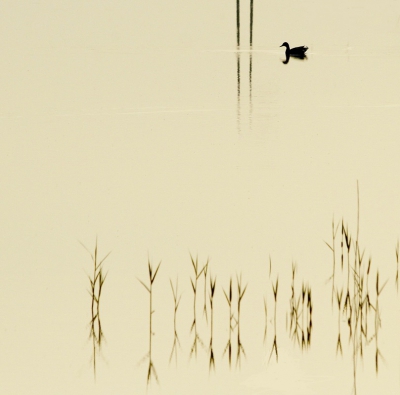 <i class='fa fa-user'></i> Fons Hoiting |   Wilde Eend  <i class='fa fa-eye'> 266</i>  <i class='fa fa-thumbs-up'> 5</i>   <i class='fa fa-comment-o'> 12</i>