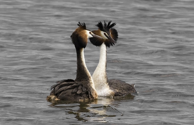 M'n eerste opname/poging voor birdpix met de wetenschap dat er "streng" doch rechtvaardig geselecteerd wordt, voor mij dus een uitdaging en leerschool.  Dit paartje Futen was constant aan het "synchroon zwemmen" en kon dus best veel opnames maken. Deze pose genoot mijn voorkeur. Het jammere van de locatie is dat er geen gelegenheid is om een laag standpunt te kunnen kiezen.