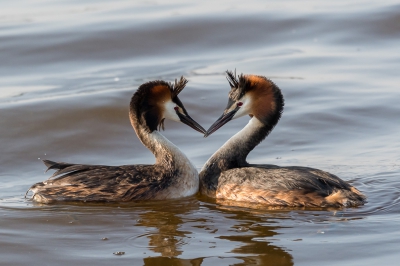 I saw these two Grebes coming from different directions. I anticipated they will "greet" each other so was ready for the moment.