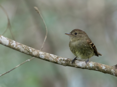 <i class='fa fa-user'></i> Paul van Giersbergen |   Eulers Tiran  <i class='fa fa-eye'> 150</i>   <i class='fa fa-comment-o'> 1</i>