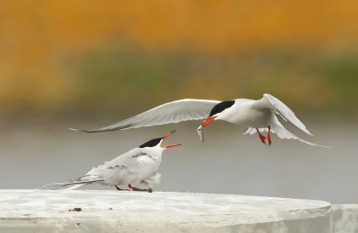 <i class='fa fa-user'></i> macslot |   Visdief  <i class='fa fa-eye'> 223</i>  <i class='fa fa-thumbs-up'> 10</i>   <i class='fa fa-comment-o'> 15</i>