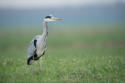 De blauwe reiger was druk op zoek naar voedsel, muizen en of wellicht een mol. Vanuit de auto kon ik deze foto maken terwijl hij even om zich heen keek. De kleur blauw/grijs op de achtergrond past mooi bij de kleuren van de vogel (vind ik).