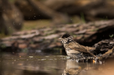 Na een donkere start van de dag gaf de zon heerlijk kleur aan de badderende vogels. Zo ook aan de Zwartkop.