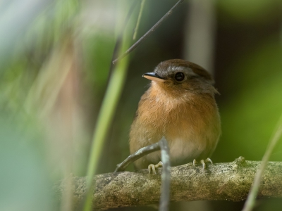 <i class='fa fa-user'></i> Paul van Giersbergen |   Rosse Muggeneter  <i class='fa fa-eye'> 218</i>   <i class='fa fa-comment-o'> 2</i>