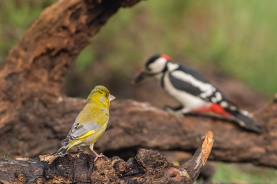 De Groenling kijkt naar de verrichtingen van de Grote Bonte Specht