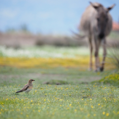 <i class='fa fa-user'></i> corvanspijk |   Vorkstaartplevier  <i class='fa fa-eye'> 478</i>  <i class='fa fa-thumbs-up'> 11</i>   <i class='fa fa-comment-o'> 8</i>