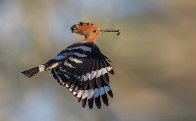 <i class='fa fa-user'></i> Rene Sluimer |   Hop  <i class='fa fa-eye'> 644</i>  <i class='fa fa-thumbs-up'> 20</i>   <i class='fa fa-comment-o'> 11</i>