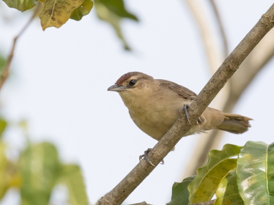 <i class='fa fa-user'></i> Paul van Giersbergen |   Roodkapstekelkruin  <i class='fa fa-eye'> 162</i>   <i class='fa fa-comment-o'> 0</i>